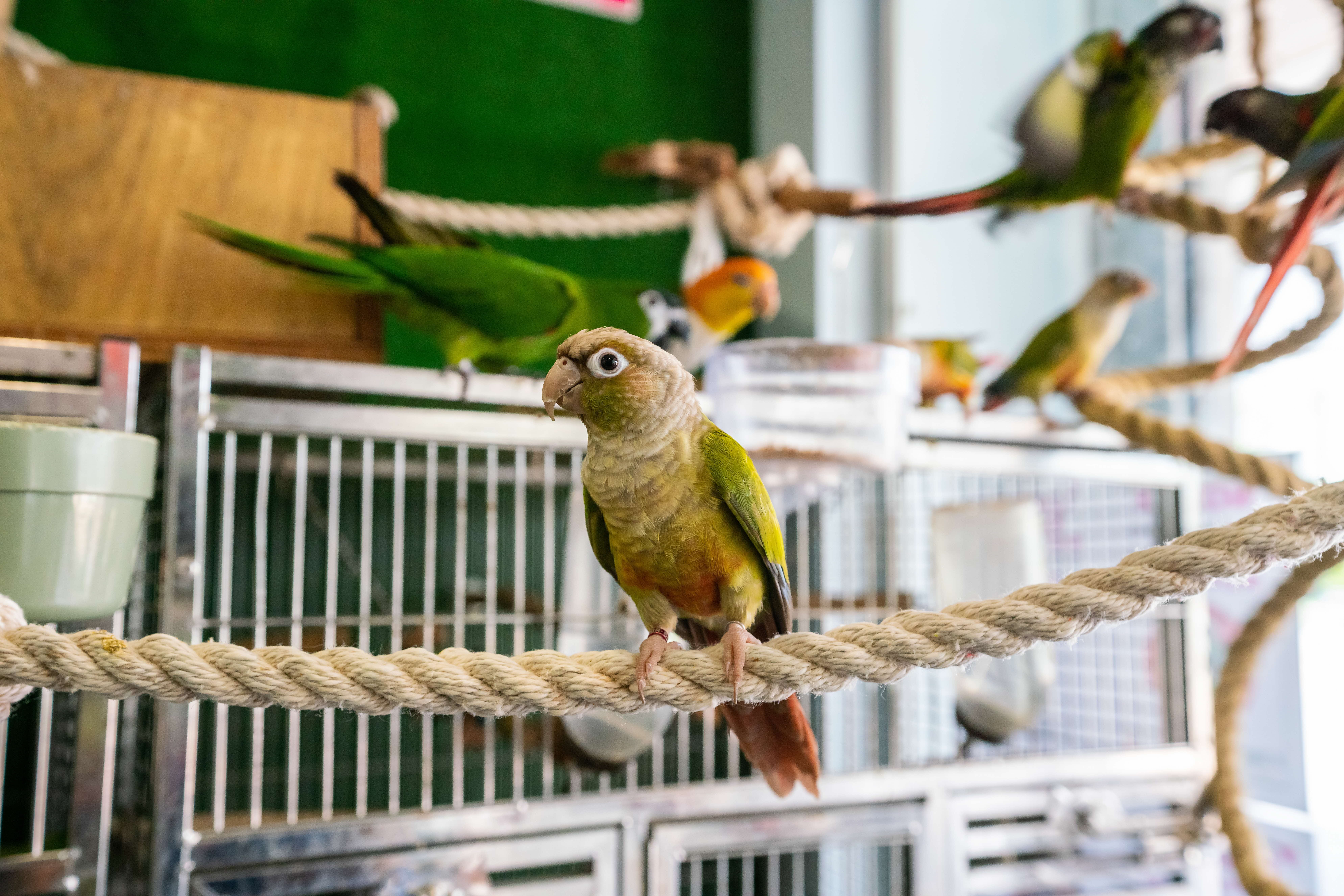 A photograph of a pet parrot perched amongst toys